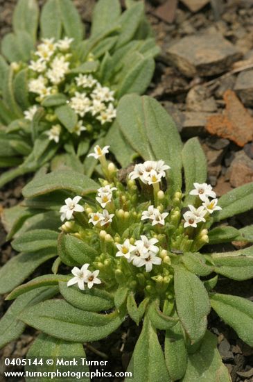 Dimeresia howellii