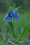 Small Bluebells