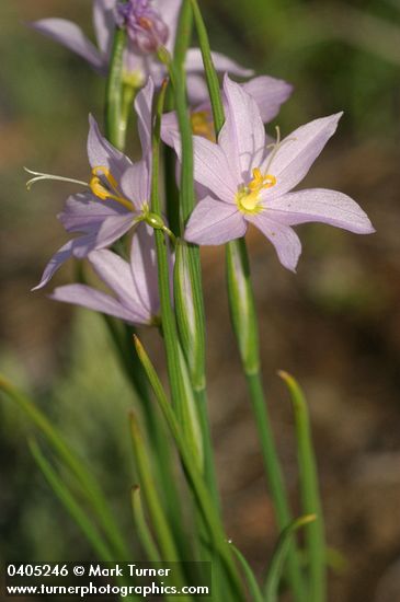 Grass Widows blossoms