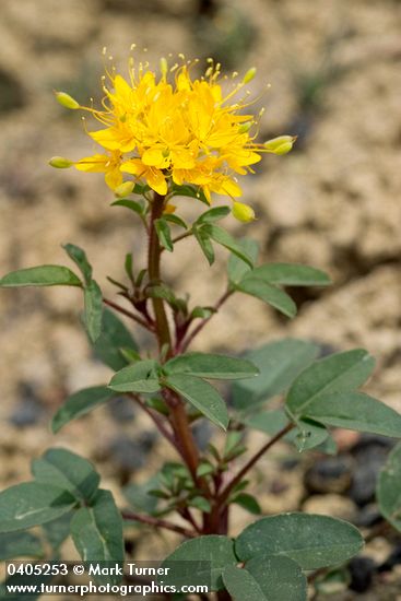 Cleomella platycarpa