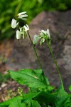 Primula latiloba