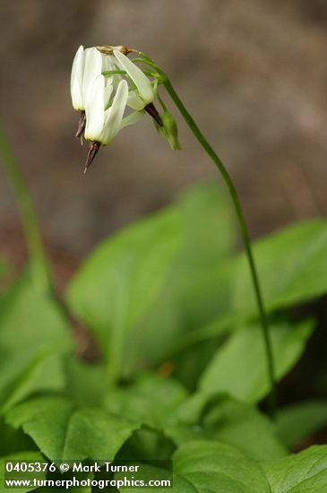 White Shooting Star