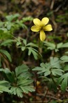 Cut-leaf Violet