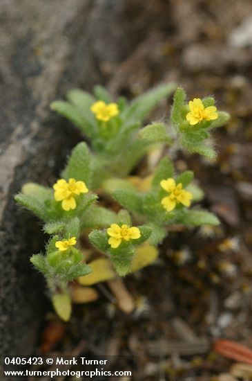 Hemizonella minima