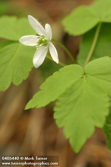 Anemone lyallii