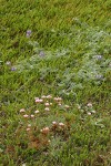 Sea Pink, Seashore Lupine & Crowberry