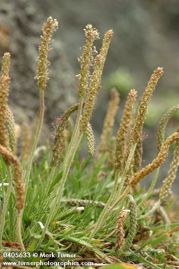 Buckhorn Plantain