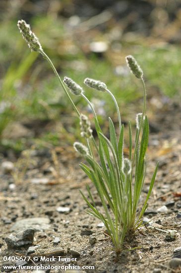 Dwarf Plantain