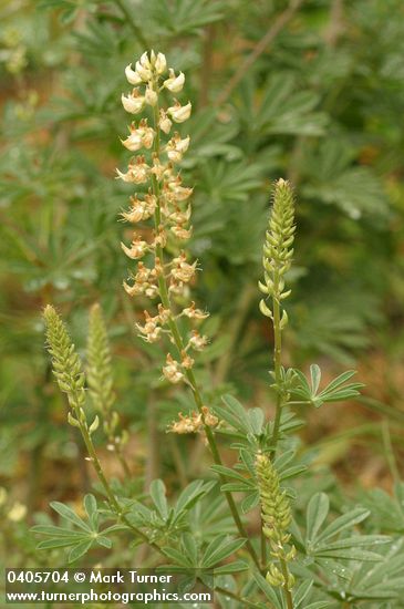 Sickle-keeled Lupine