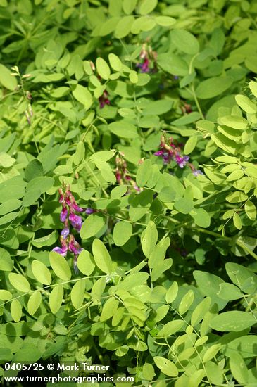 Purple Peavine
