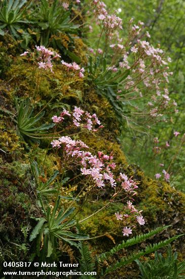 Lewisia cotyledon var. howellii