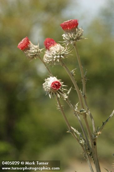 Cobwebby Thistle blossoms