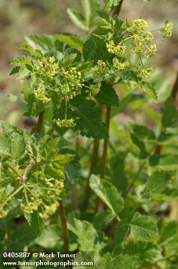 Ligusticum apiifolium