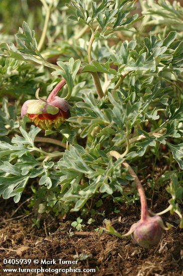 Western Peony