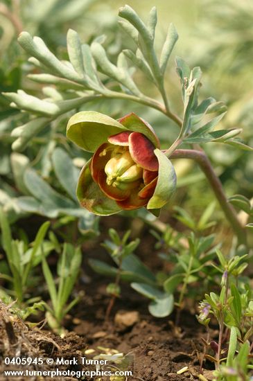 Western Peony