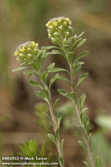 Small Alyssum