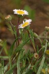Eaton's Daisy
