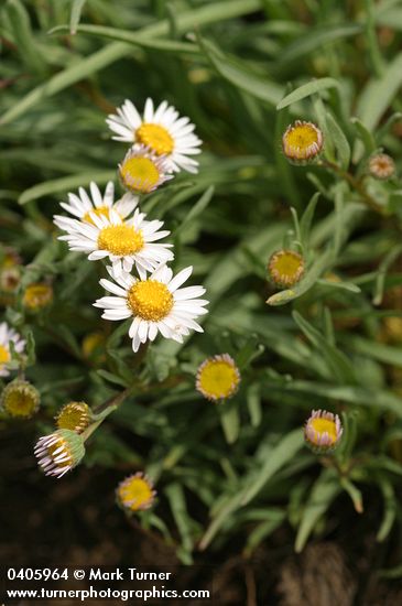 Eaton's Daisy