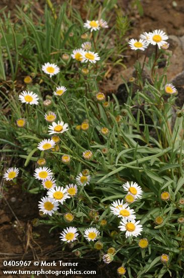 Eaton's Daisy