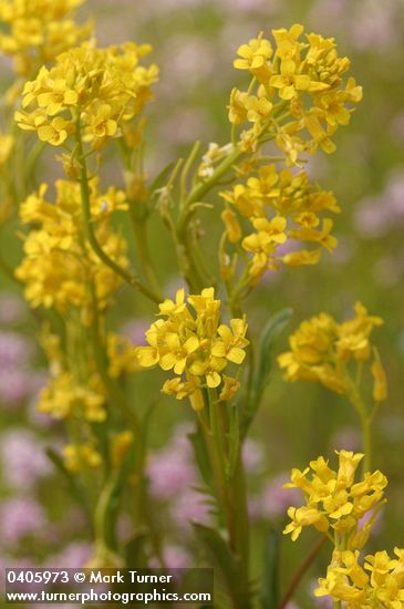Marsh Yellow Cress blossoms & foliage