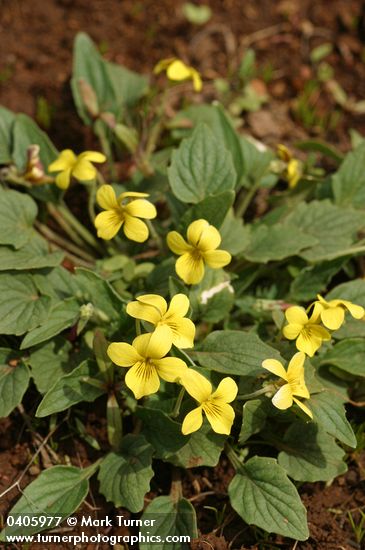 Goosefoot Violet
