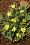 Goosefoot Violet