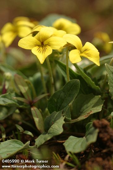 Goosefoot Violet