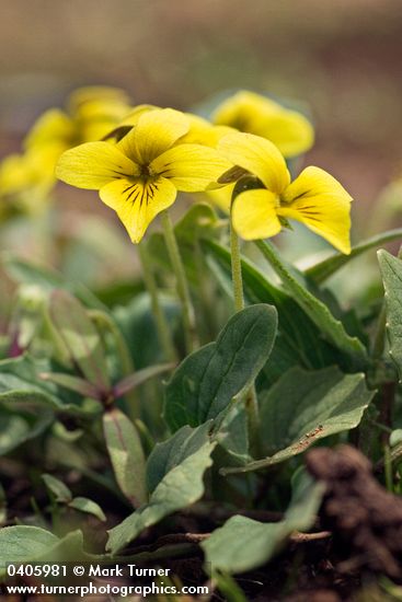 Viola purpurea