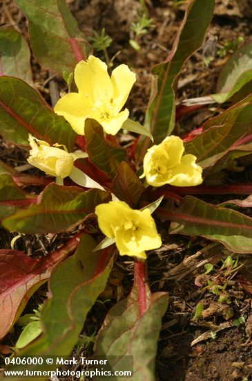 Northern Suncup