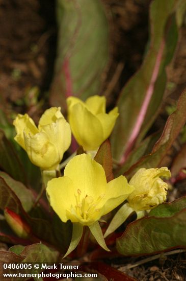Northern Suncup