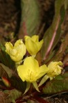 Northern Suncup