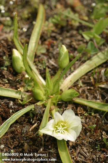 Nevada Lewisia