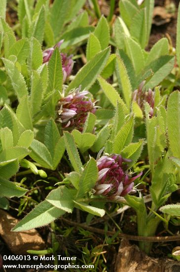 Long-Stalked Clover