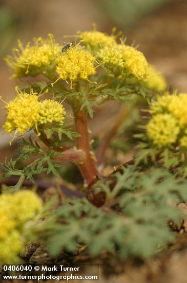 Purple Sanicle blossoms & foliage low-angle view