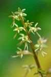 Neottia cordata