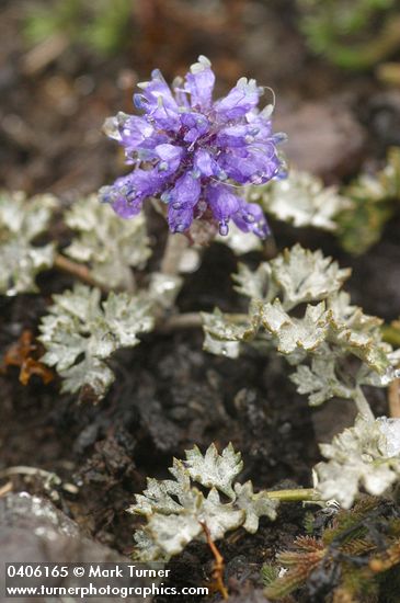 Veronica dissecta ssp. lanuginosa