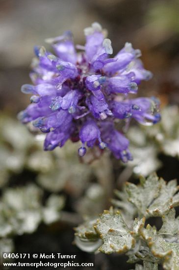 Veronica dissecta ssp. lanuginosa