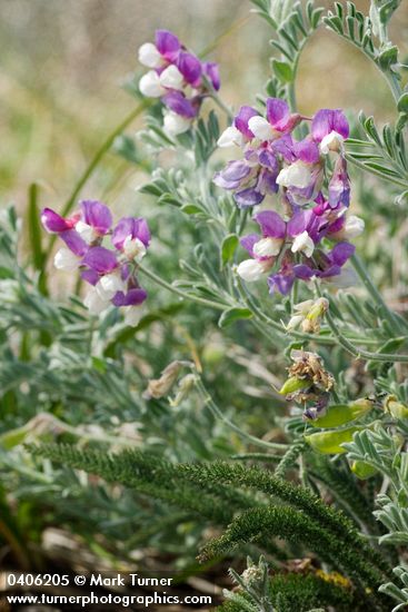 Lathyrus littoralis