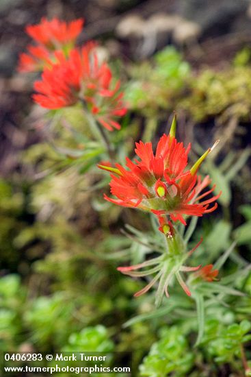 Cliff Paintbrush