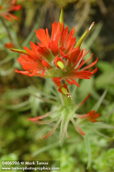 Cliff Paintbrush bracts & blossoms detail