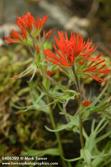 Cliff Paintbrush