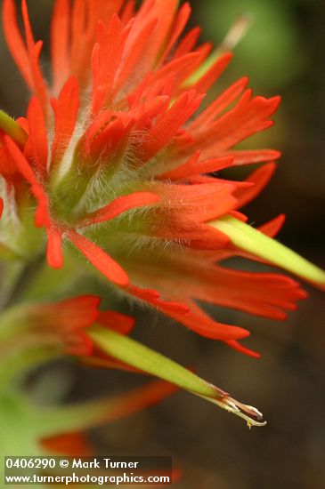 Cliff Paintbrush bracts & blossoms extreme detail
