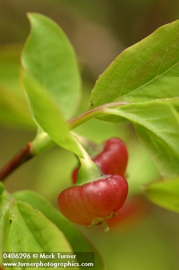 Vaccinium ovalifolium