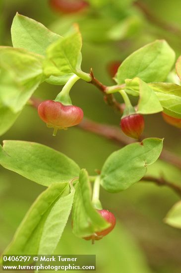 Vaccinium ovalifolium