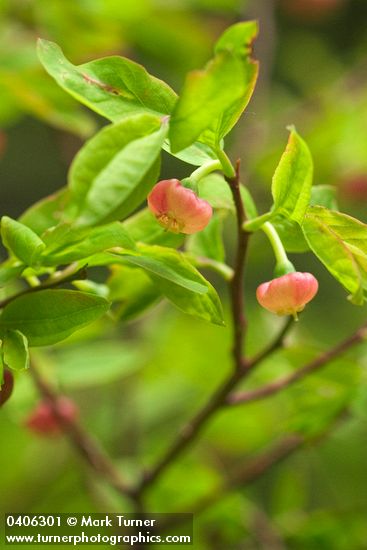 Vaccinium ovalifolium
