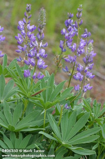 Large-leaved Lupine blossoms & foliage