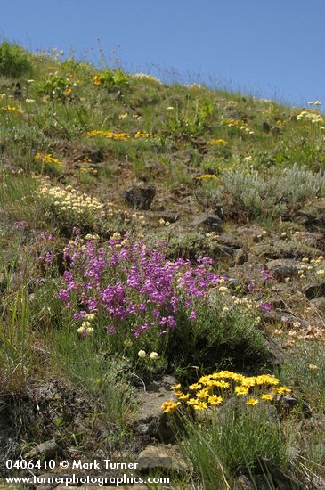 Penstemon gairdneri