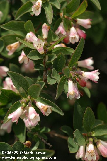 Mountain Snowberry blossoms & foliage detail