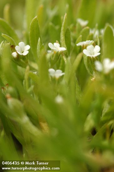 Scouler's Popcorn Flower blossoms
