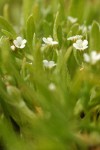 Scouler's Popcorn Flower blossoms